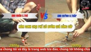 Trận 12 trường gà CPC4 5/10/2025