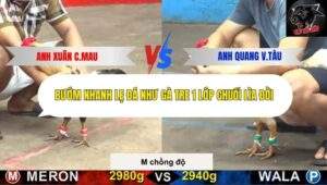 Trận 12 trường gà CPC5 21/10/2025