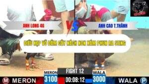 Trận 12 trường gà CPC6 13/10/2025