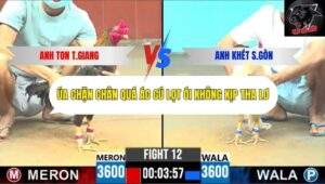 Trận 12 trường gà CPC6 8/10/2025