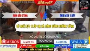 Trận 12 trường gà Tonhon 10/10/2025