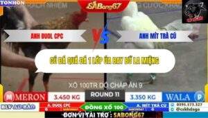 Trận 11 trường gà Tonhon 10/10/2025