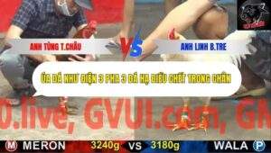 Trận 15 trường gà CPC5 19/10/2025