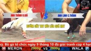 Trận 15 trường gà CPC5 5/10/2025