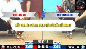 Trận 15 trường gà CPC6 13/10/2025