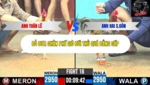 Trận 16 trường gà CPC6 15/10/2025