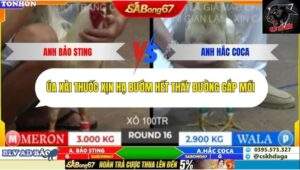 Trận 16 trường gà Tonhon 10/10/2025