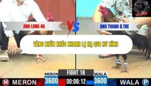 Trận 18 trường gà CPC6 13/10/2025