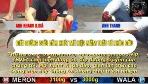 Trận 19 trường gà CPC5 16/10/2025