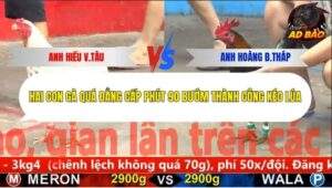 Trận 2 trường gà CPC5 26/10/2025