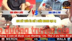 Trận 2 trường gà CPC5 27/10/2025