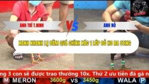 Trận 2 trường gà CPC5 9/10/2025