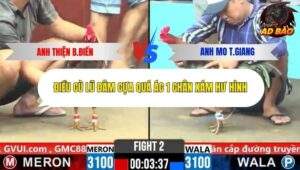 Trận 2 trường gà CPC6 24/10/2025