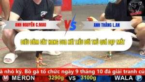 Trận 22 trường gà CPC5 4/10/2025