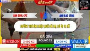 Trận 22 trường gà Tonhon 10/10/2025