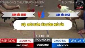 Trận 24 trường gà Tonhon 10/10/2025