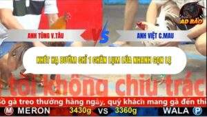 Trận 3 trường gà C5 Ngày 30/10/2025