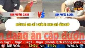 Trận 3 trường gà CPC5 26/10/2025