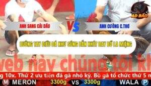 Trận 3 trường gà CPC5 27/10/2025