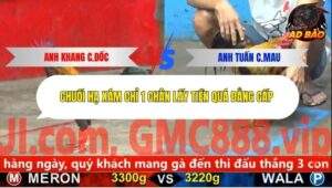 Trận 3 trường gà CPC5 28/10/2025