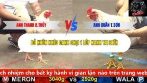 Trận 3 trường gà CPC5 9/10/2025