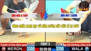 Trận 3 trường gà CPC6 24/10/2025