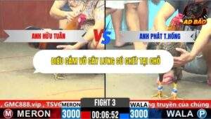 Trận 3 trường gà CPC6 26/10/2025