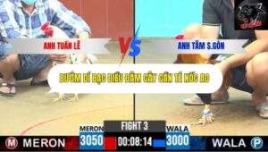 Trận 3 trường gà CPC6 7/10/2025