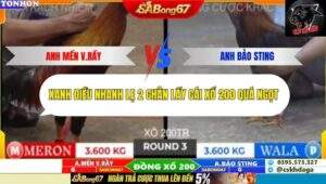 Trận 3 trường gà Tonhon 10/10/2025