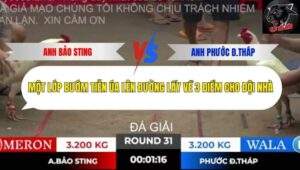Trận 31 trường gà Tonhon 10/10/2025