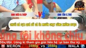 Trận 4 trường gà C5 Ngày 30/10/2025