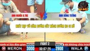 Trận 4 trường gà C6 Ngày 29/10/2025