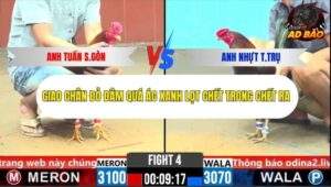 Trận 4 trường gà CPC4 27/10/2025