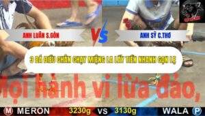 Trận 4 trường gà CPC5 19/10/2025