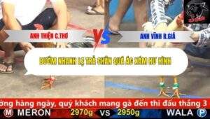 Trận 4 trường gà CPC5 2/10/2025