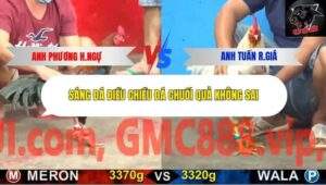 Trận 4 trường gà CPC5 22/10/2025