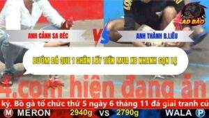 Trận 4 trường gà CPC5 28/10/2025