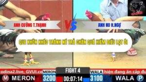 Trận 4 trường gà CPC6 20/10/2025