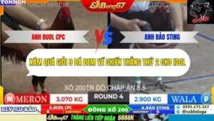 Trận 4 trường gà Tonhon 10/10/2025