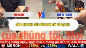 Trận 5 trường gà C5 Ngày 30/10/2025