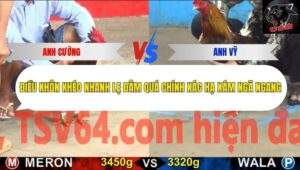 Trận 5 trường gà CPC5 21/10/2025