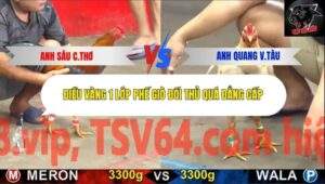 Trận 5 trường gà CPC5 22/10/2025