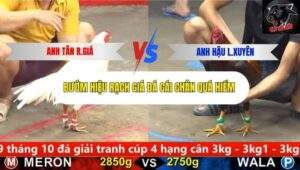 Trận 5 trường gà CPC5 3/10/2025