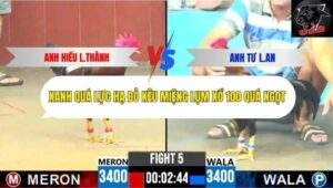 Trận 5 trường gà CPC6 14/10/2025