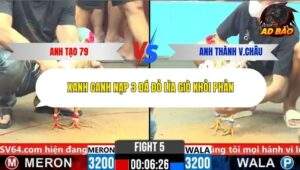 Trận 5 trường gà CPC6 24/10/2025