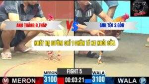 Trận 5 trường gà CPC6 7/10/2025