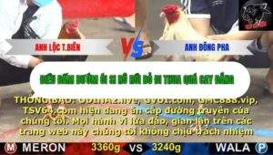 Trận 6 trường gà CPC5 16/10/2025