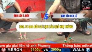 Trận 6 trường gà CPC5 3/10/2025