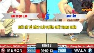 Trận 6 trường gà CPC6 24/10/2025