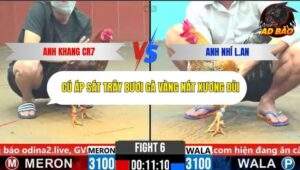 Trận 6 trường gà CPC6 26/10/2025